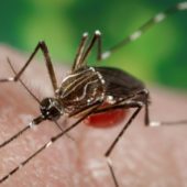 Enfermedad del Virus Zika