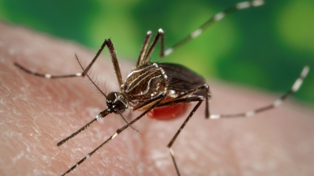 Enfermedad del Virus Zika